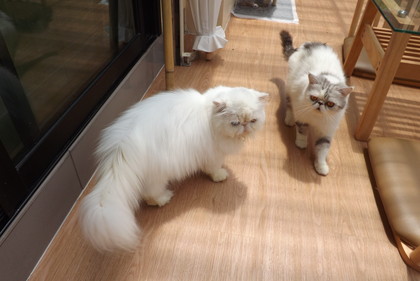 店内の猫